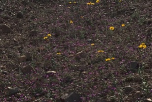 Purple field of desert flowers